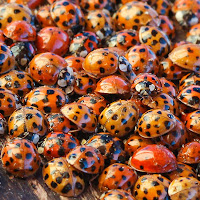 Il letargo delle Coccinelle: una strategia di sopravvivenza  di 