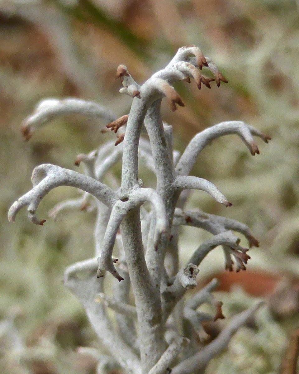 Reindeer Lichen