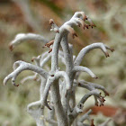 Reindeer Lichen