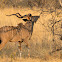 Greater kudu