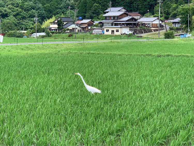 の投稿画像5枚目