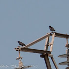 Spotless Starling; Estornino Negro