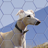 Dogs Jigsaw! - Hexa Puzzle icon