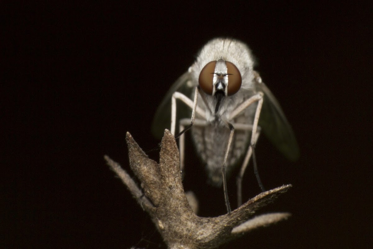 Bee fly