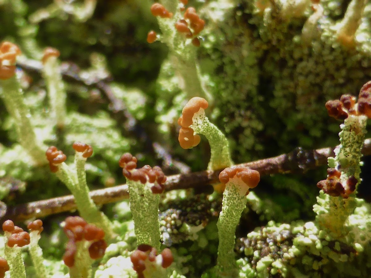 Cup Lichen