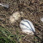 Canada Goose (Eggs)