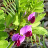 Sweet pea vetch