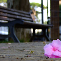 Il fiore che sboccia nelle avversità. di 