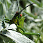 African Bush Grasshopper