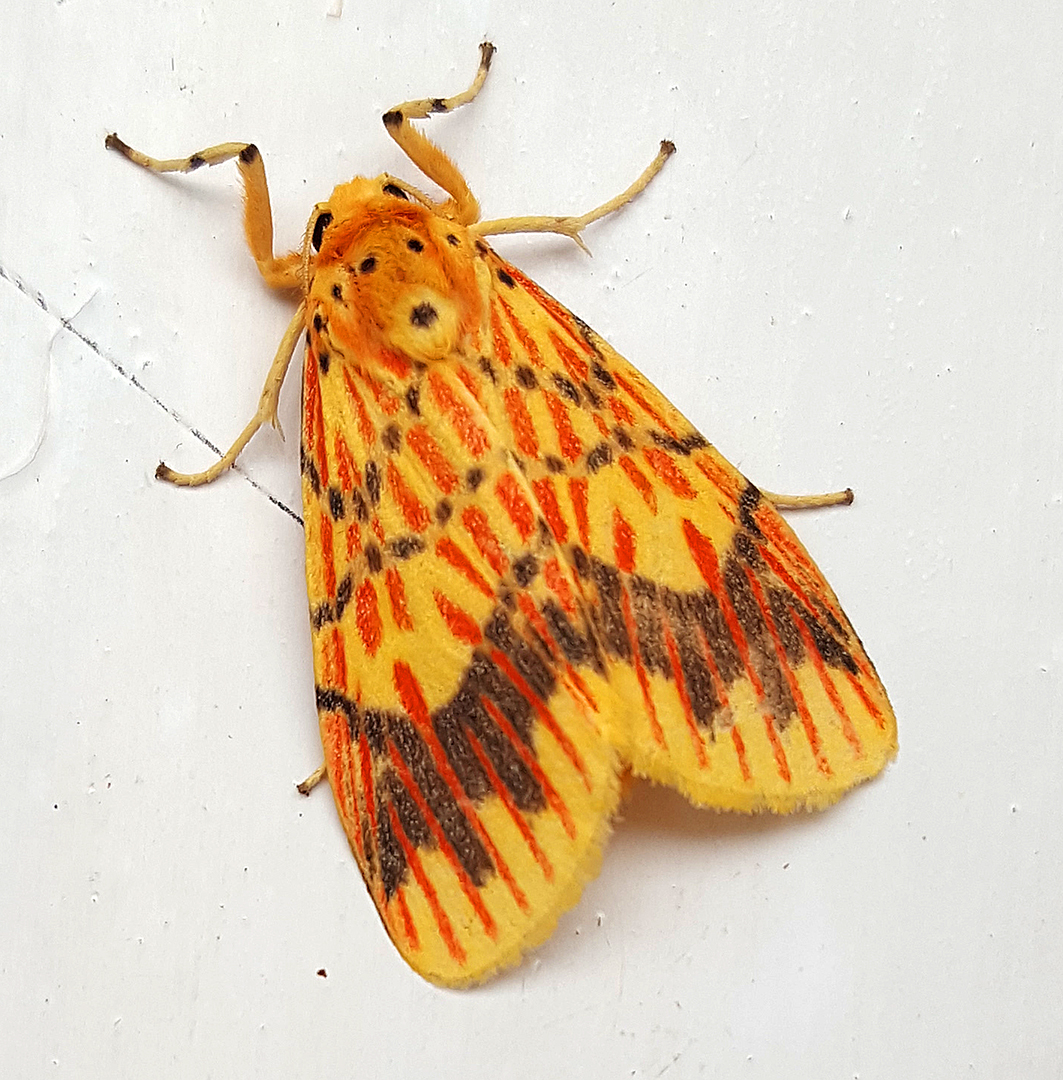 Orange Barrow Moth