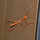 Stick insect