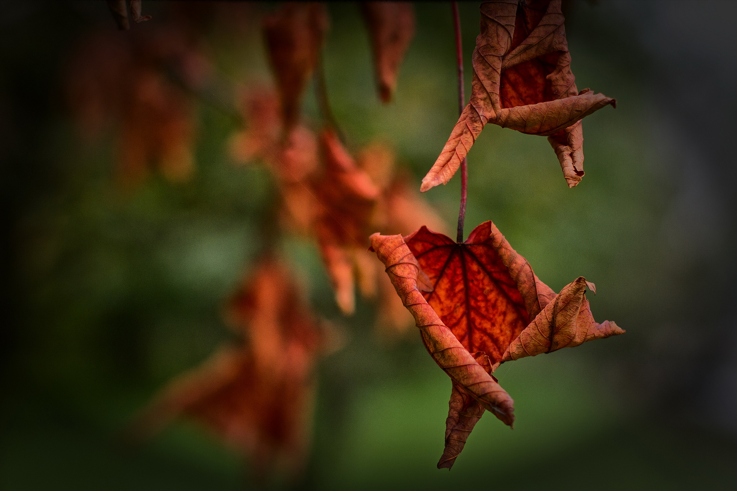 Si sta come d'autunno.... di Minou