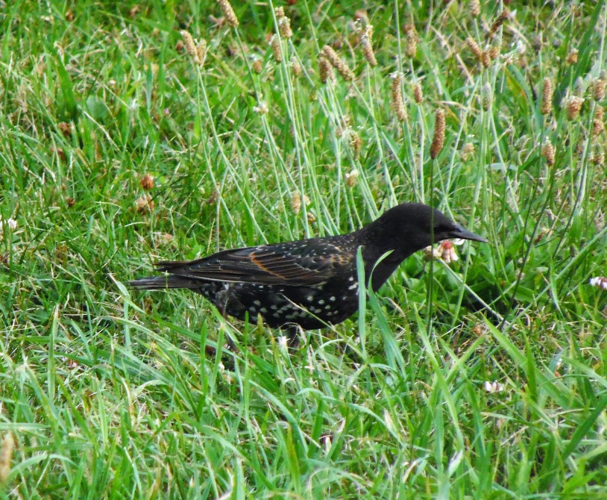 starling