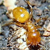 fire ant