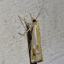 Double-banded Grass-Veneer