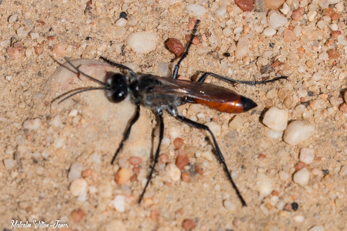 Sand Digger Wasp