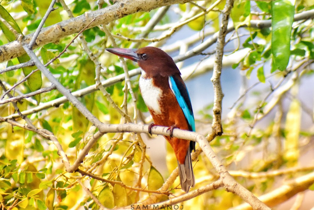 White-throated Kingfisher ( सेतोकण्ठे माटीकोरे )