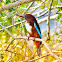 White-throated Kingfisher ( सेतोकण्ठे माटीकोरे )