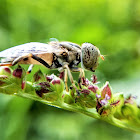 Spotted Eye Hover Fly