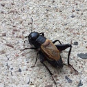 Field cricket