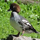 Goldeneye (Female)