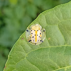 Asian Spotted Tortoise Beetle