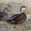 Mallard x American Black Duck hybrid