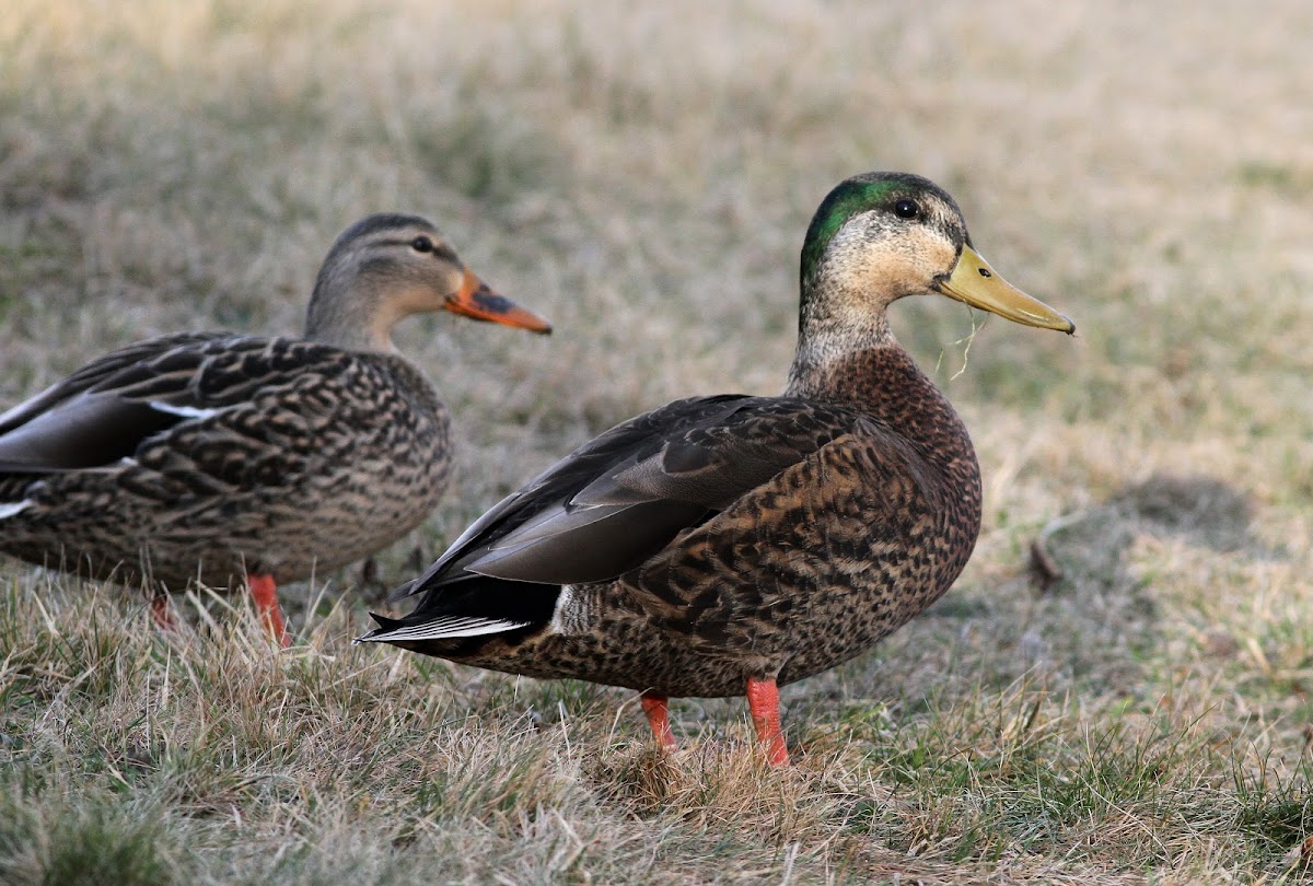 Mallard x American Black Duck hybrid