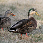 Mallard x American Black Duck hybrid