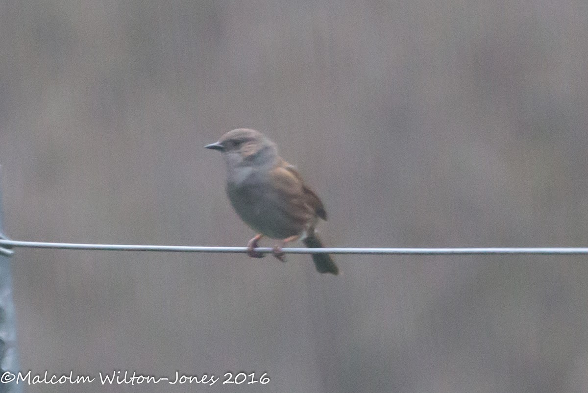 Dunnock