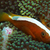 Orange anemonefish