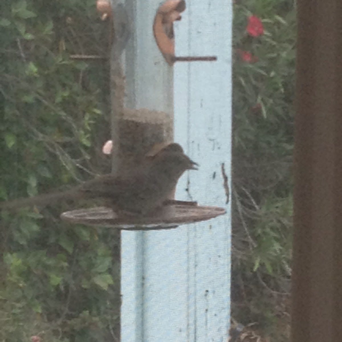 California Towee