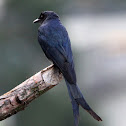 Black Drongo