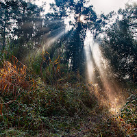 Raggi nel bosco di 