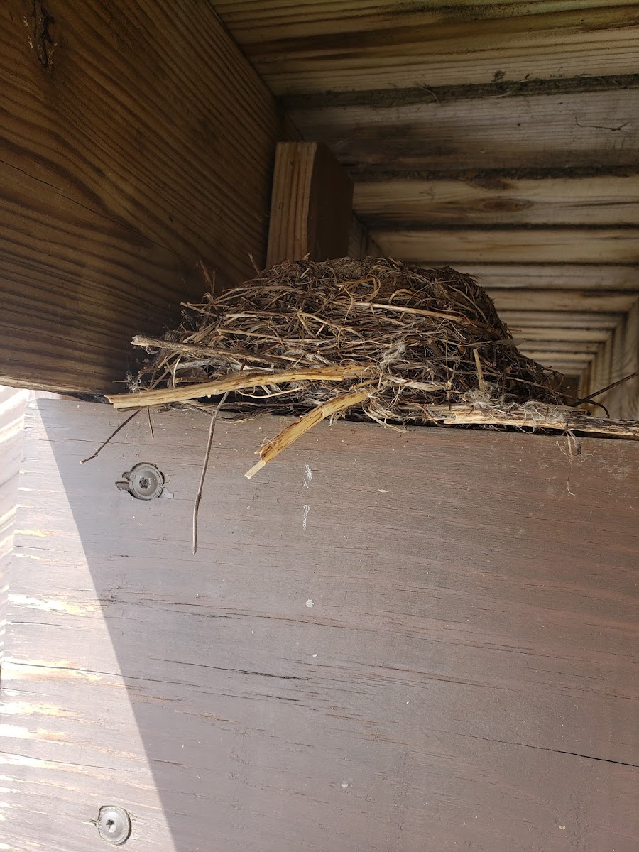 3 bird nests