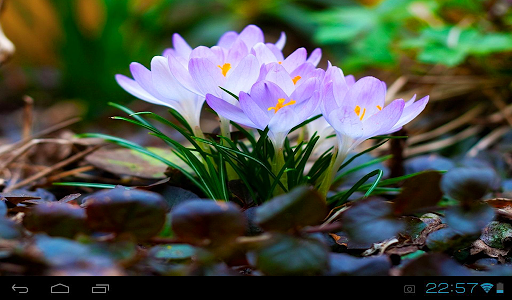 Spring Flowers Live Wallpaper