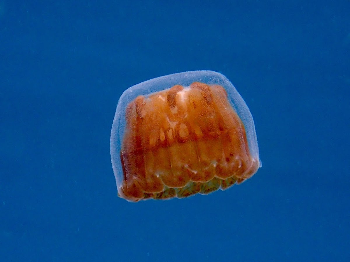 Jellyfish