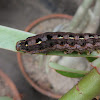 Caterpillar