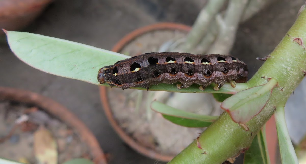 Caterpillar