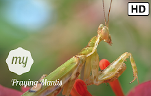 My Praying Mantis HD Wallpapers New Tab small promo image