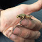 Boreal chorus frog