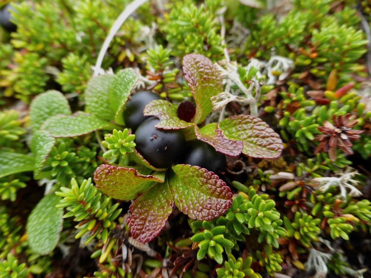 Alpine Bearberry