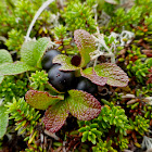 Alpine Bearberry