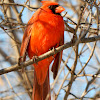 Northern Cardinal