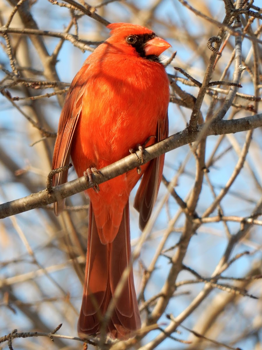 Northern Cardinal