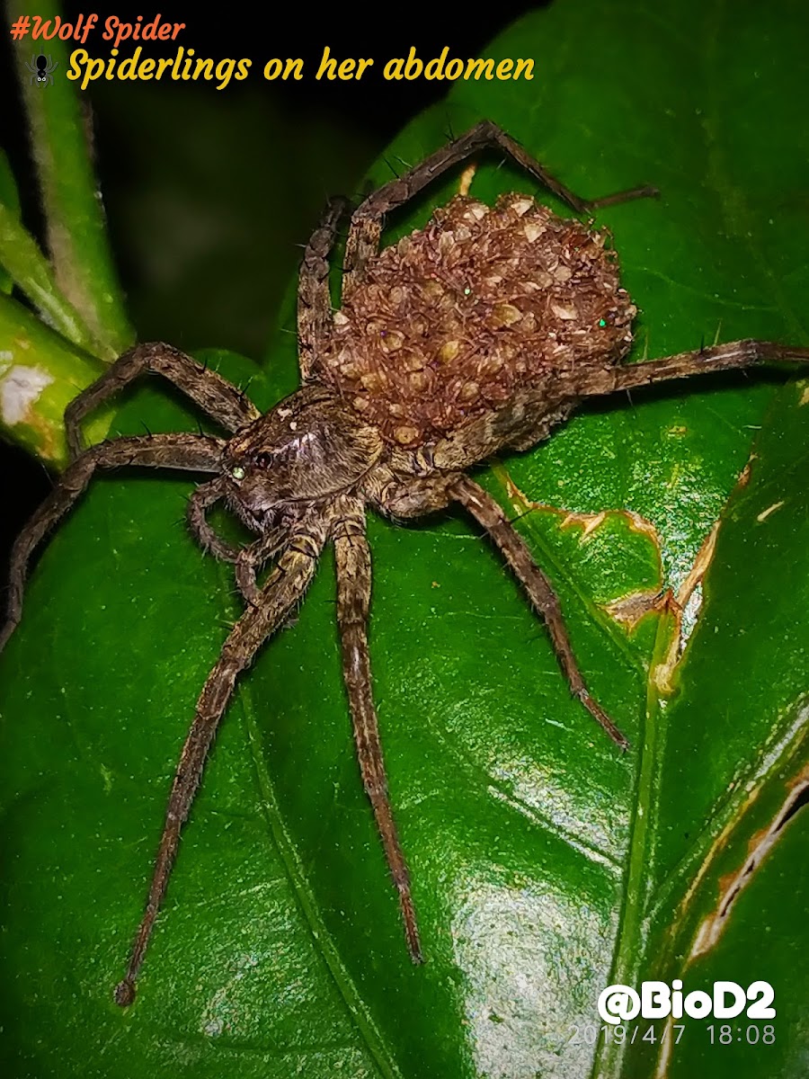 Wolf Spider