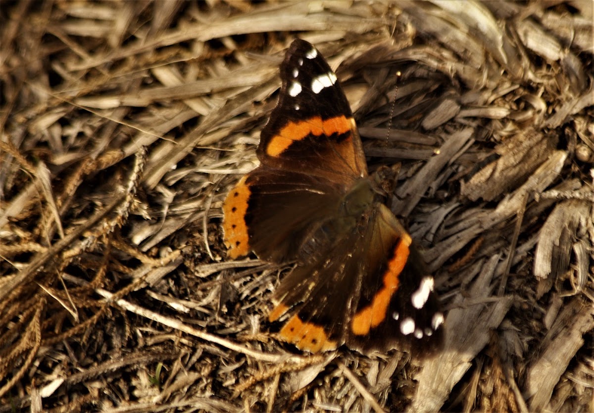 Red Admiral