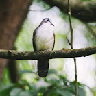 Tambourine Dove