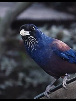 幸せを運ぶ青い鳥