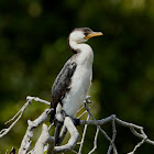 Little Pied Cormorant